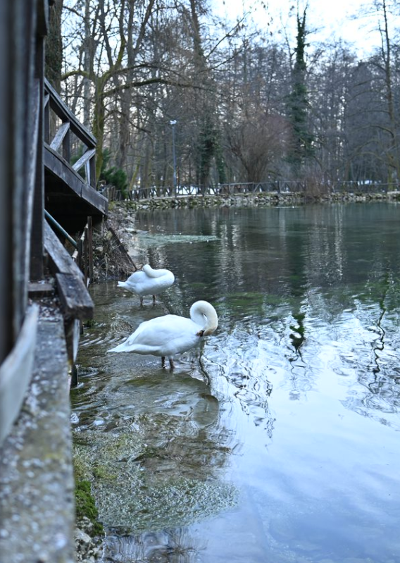 vrelo bosne