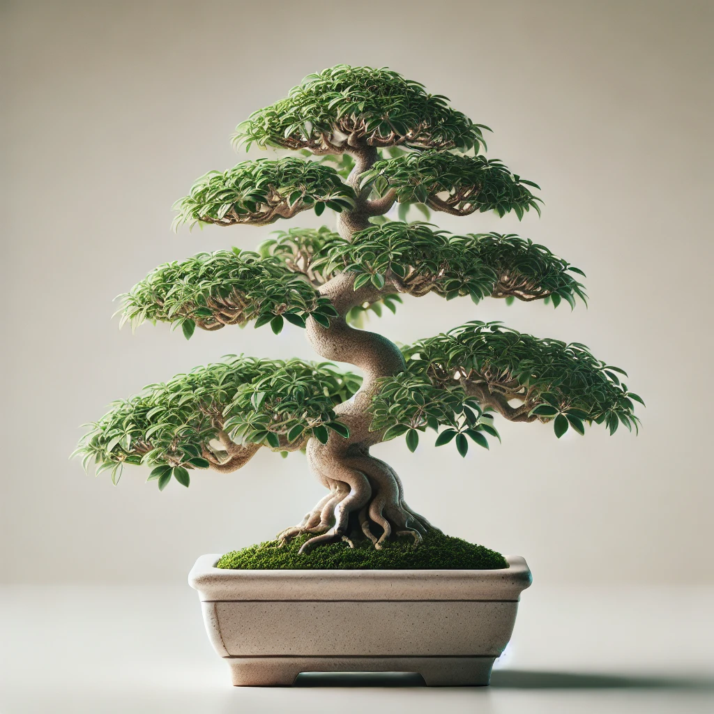 Bonsai drvo